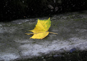 withered leaf.JPG